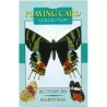 Cartas Mariposas (54 Cartas Juego - Playing Card) (Lo Scarabeo) | Tienda Esotérica Changó