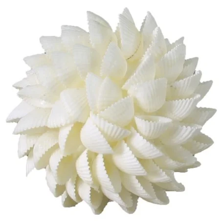 MAR Esfera Caracoles Blancos 8 cm diam. (Ofrendas - Decoración) | Tienda Esotérica Changó