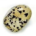 Mineral Gema Rodada Jaspe Dalmata 40 mm (1 UNIDAD) | Tienda Esotérica Changó